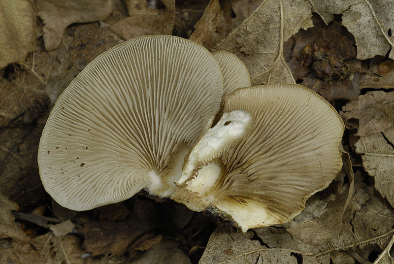 Crepidotus calolepis